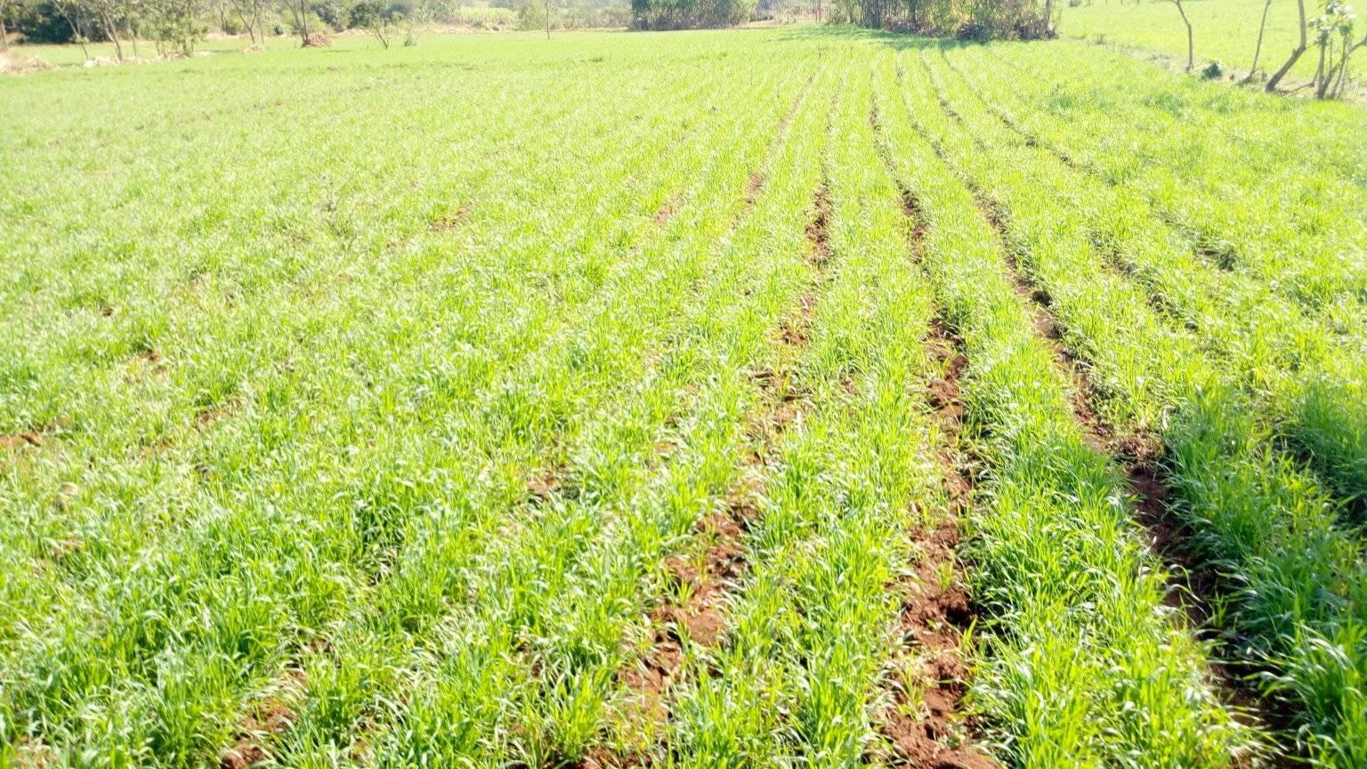 Winter wheat development