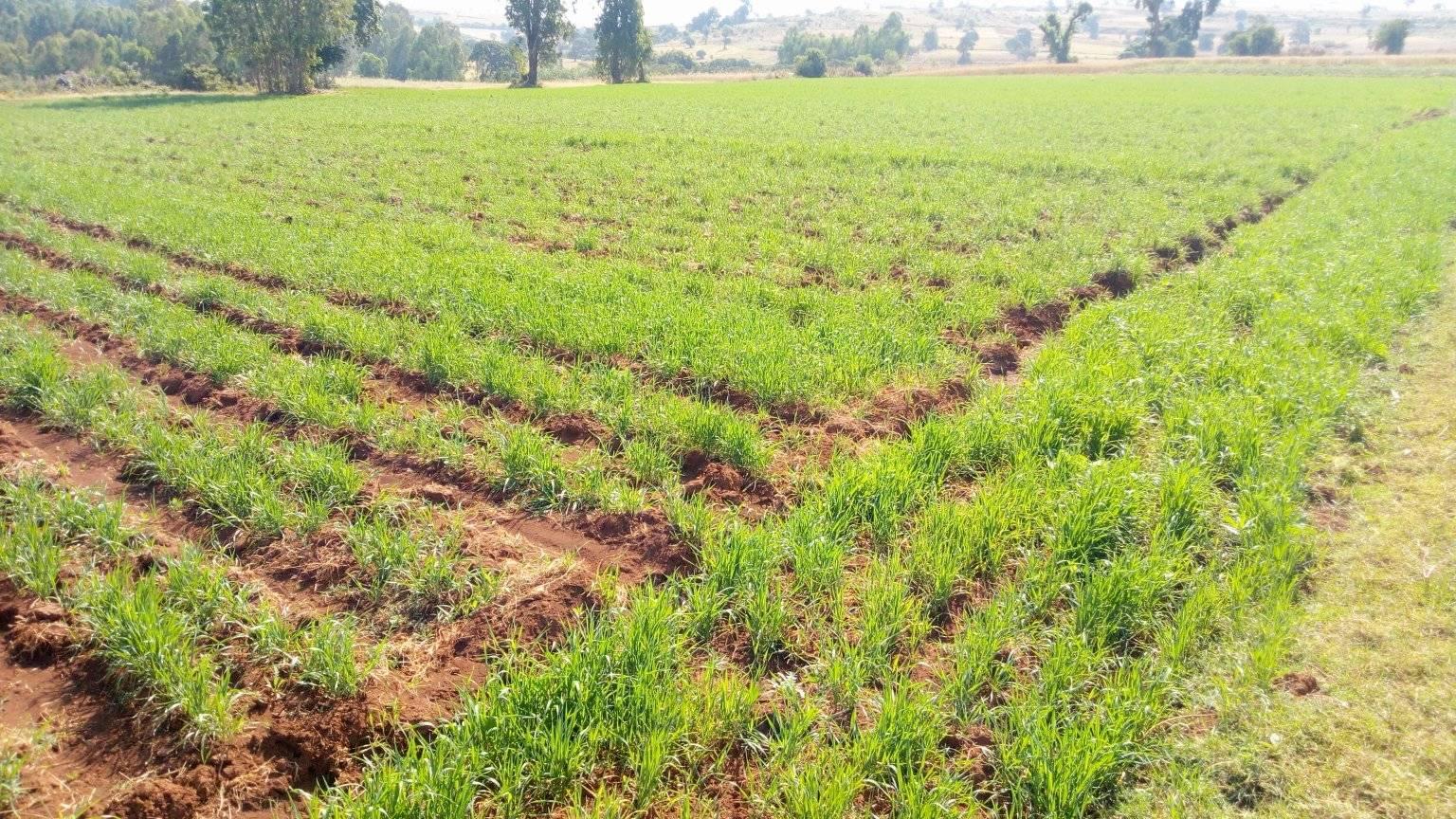 Winter wheat development