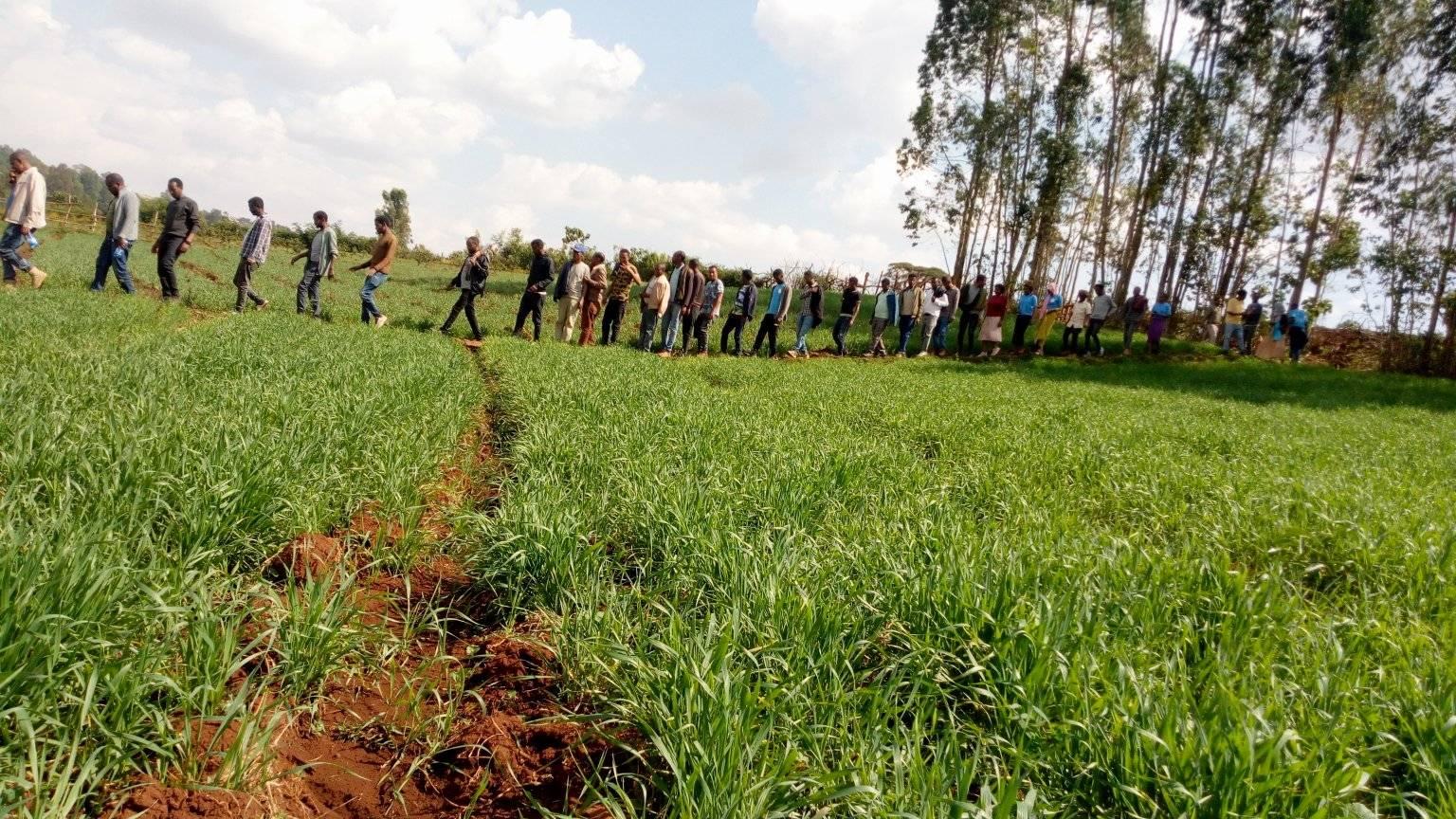Winter wheat development