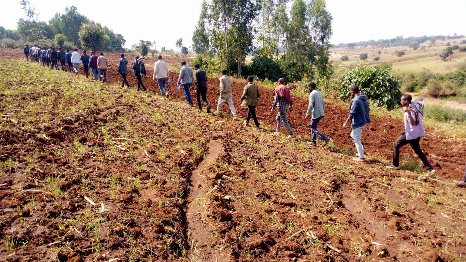 Winter wheat development