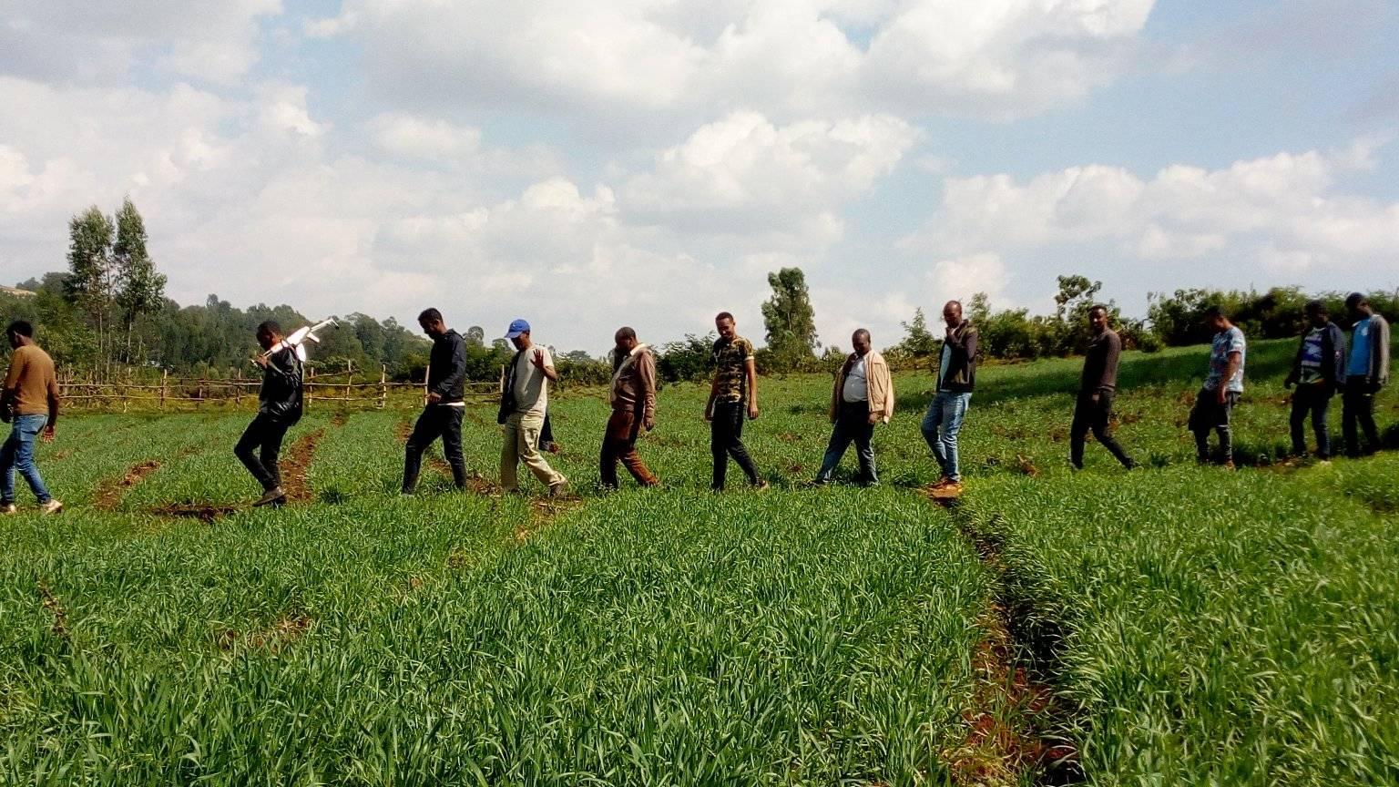 Winter wheat development