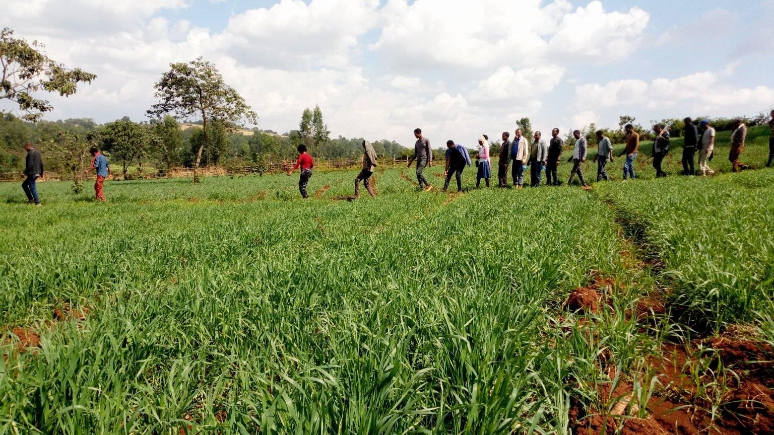 Winter wheat development