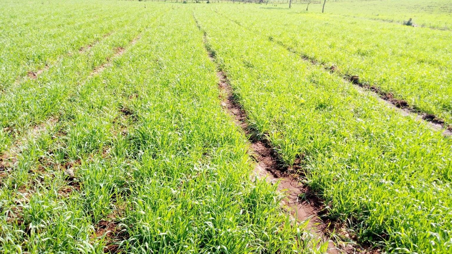 Winter wheat development