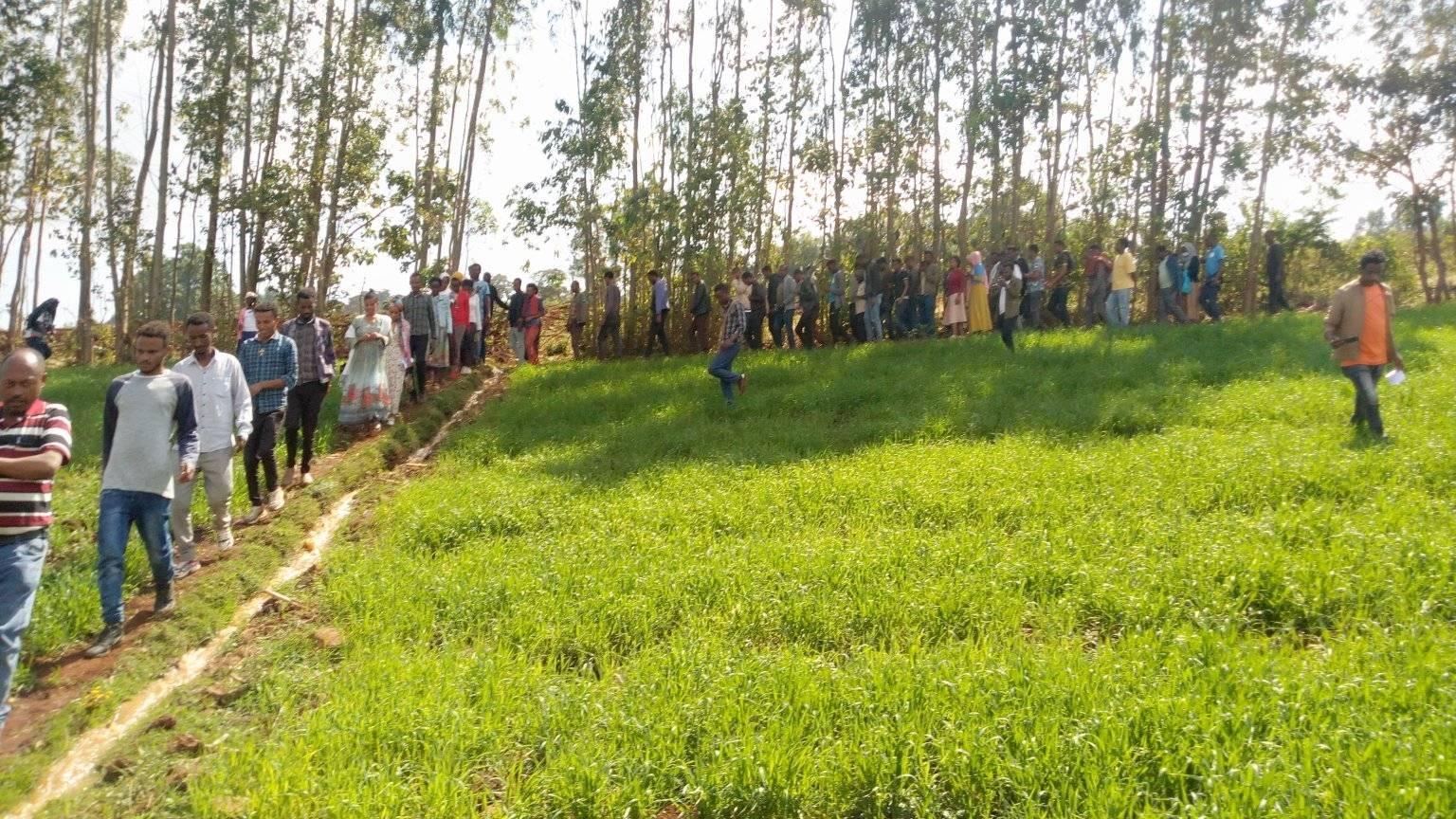 Winter wheat development