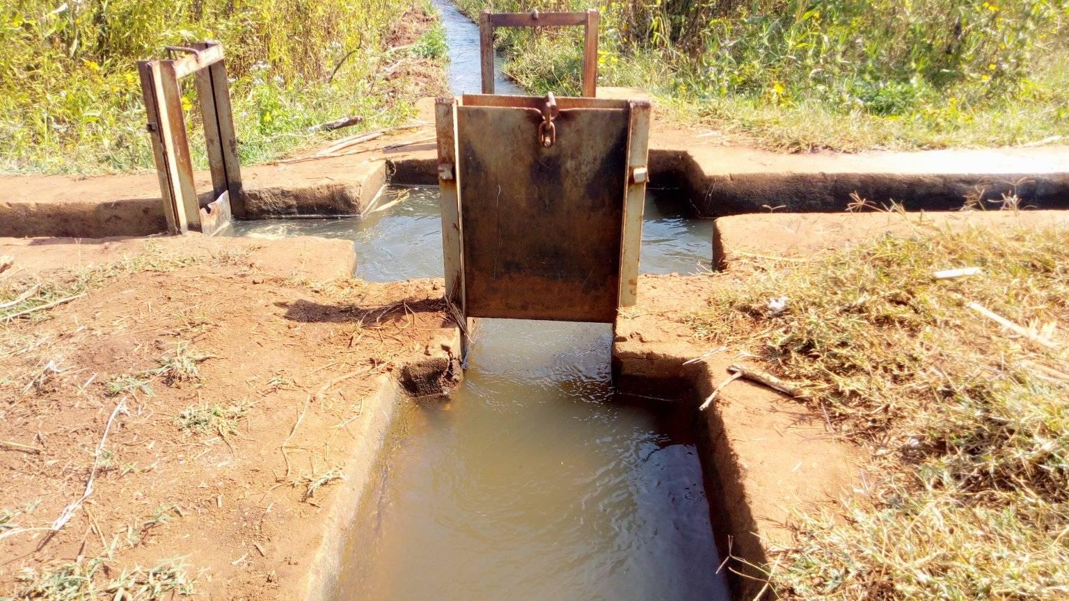 Winter wheat development