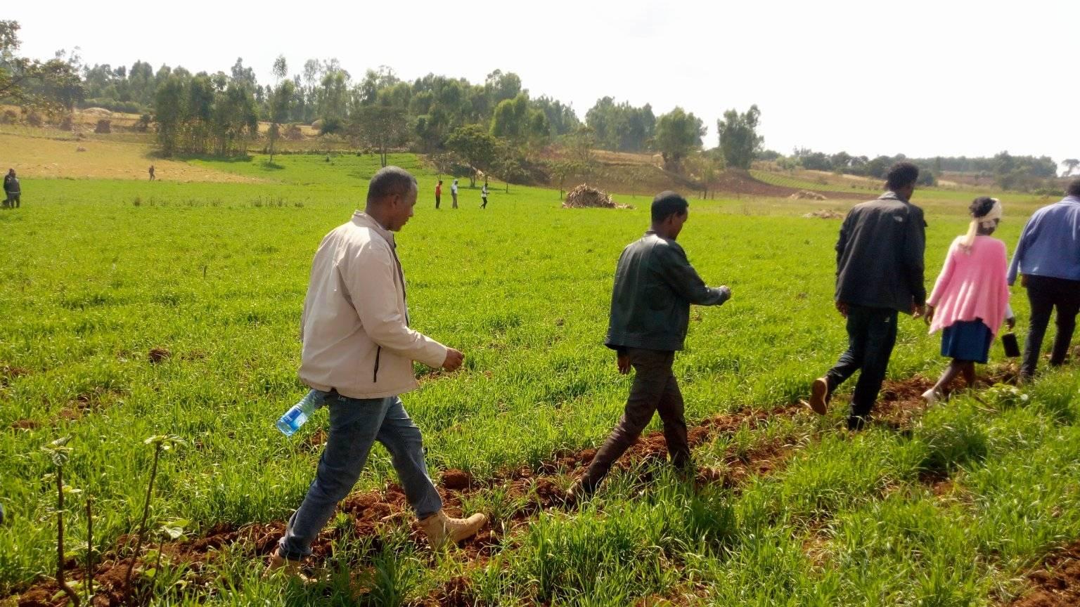 Winter wheat development